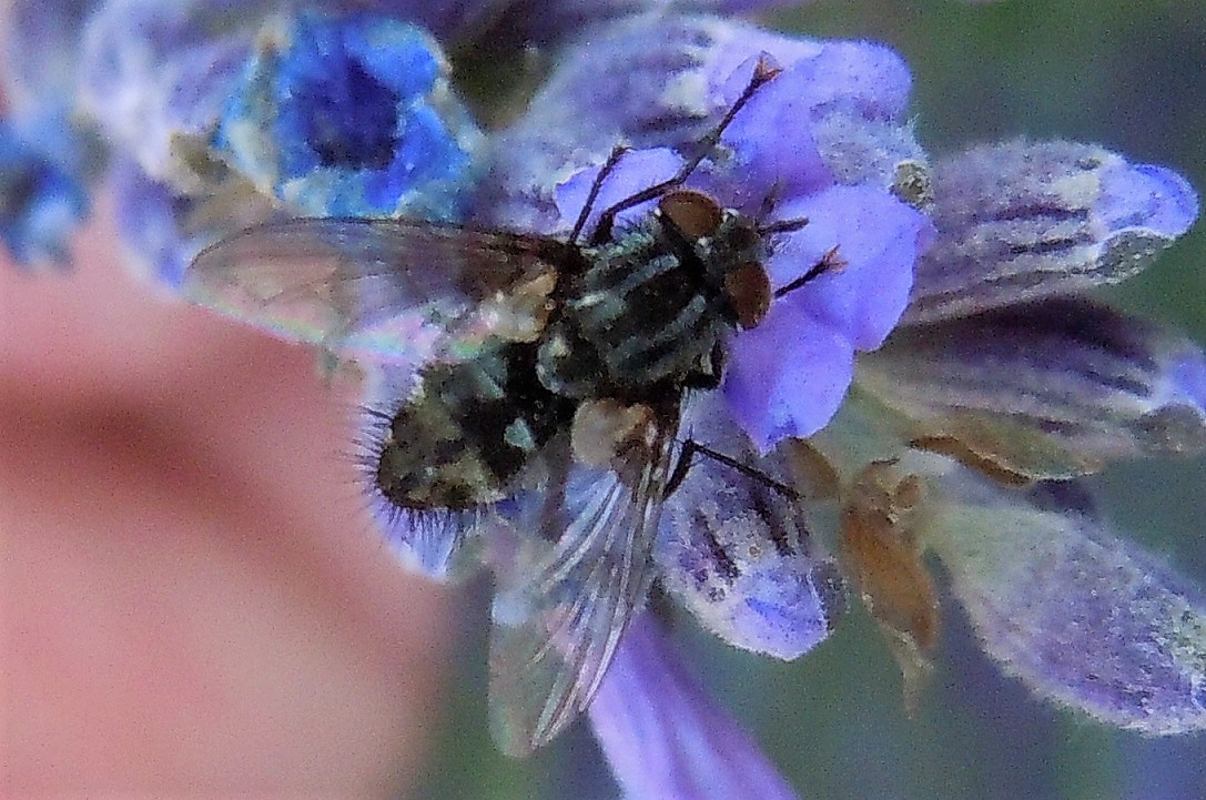 Tachinidae?