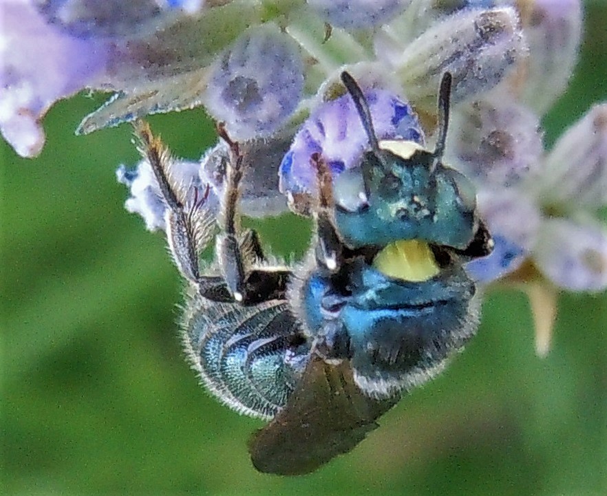 Chrysididae? no, Apidae: Ceratina cyanea, maschio , Natura ...