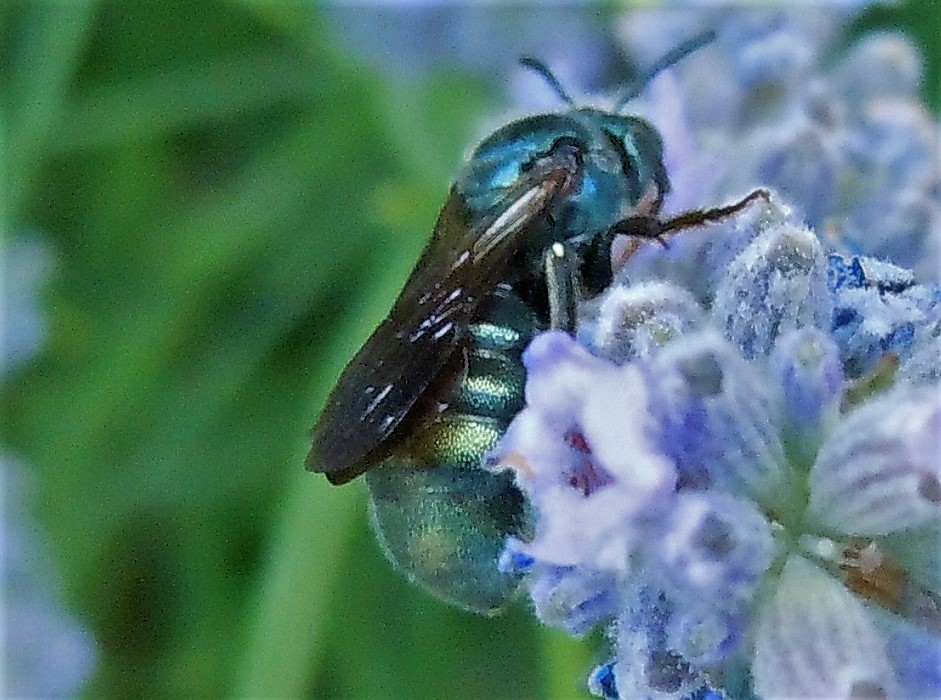Chrysididae? no, Apidae:  Ceratina cyanea, maschio