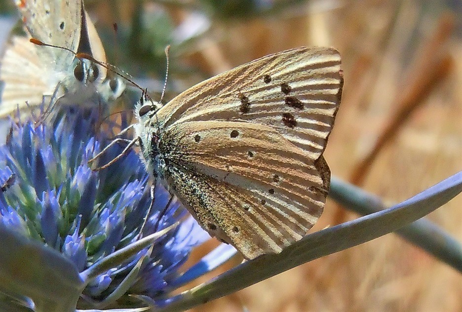 Licenide del Faito4 - Polyommatus (Agrodiaetus) virgilius