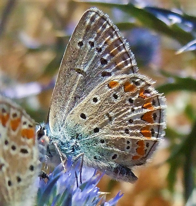 Licenide del Faito5 - Polyommatus (Polyommatus) thersites