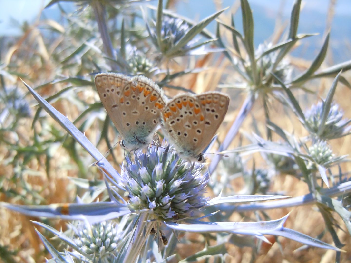 Licenide del Faito5 - Polyommatus (Polyommatus) thersites