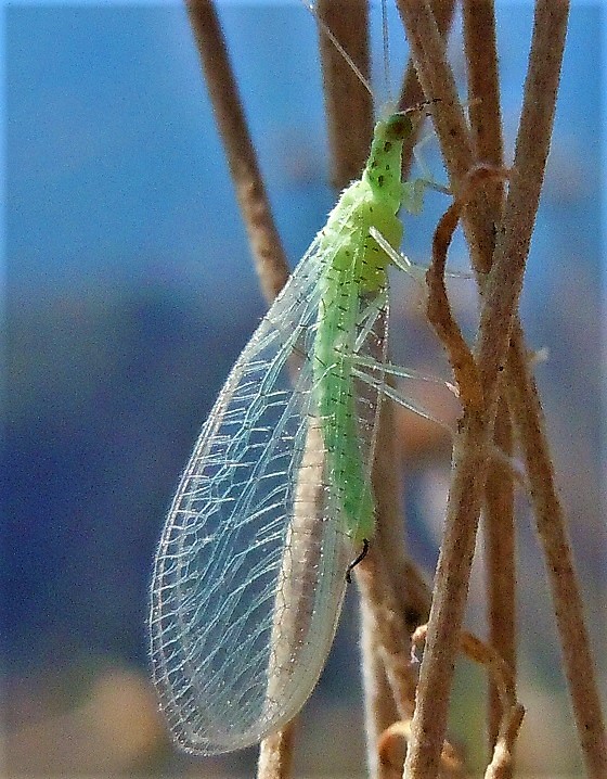 Chrysopidae: Pseudomallada sp.