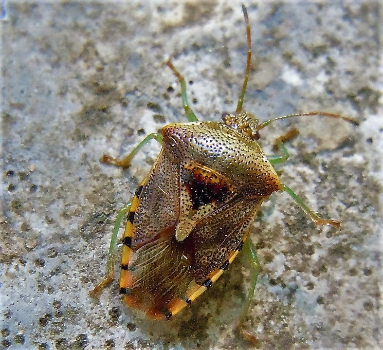 Elasmucha grisea?