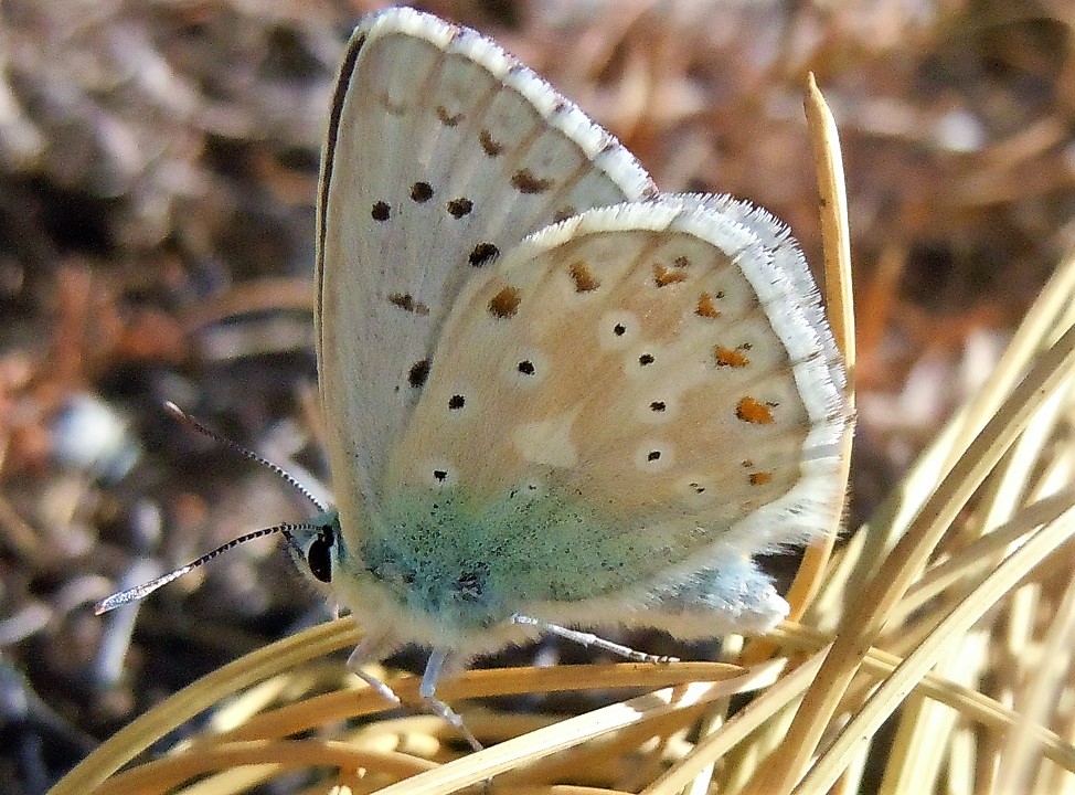 Licenide del Faito6 - Polyommatus (Lysandra) coridon, Lycaenidae