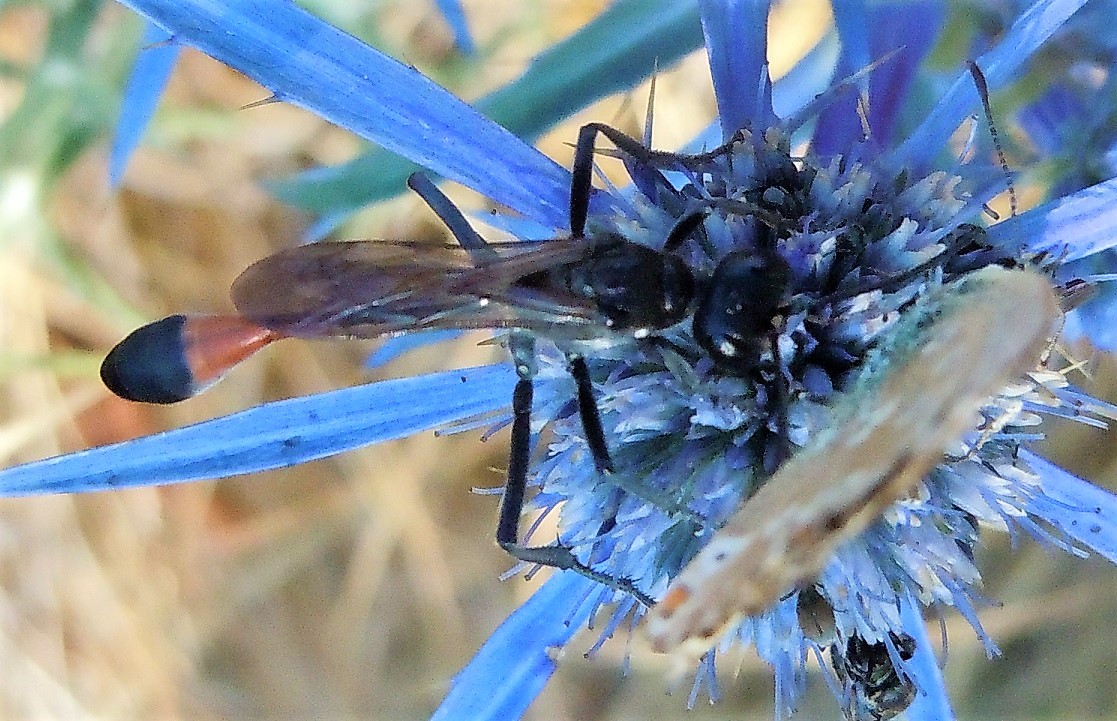 Sphecidae: Ammophila sabulosa