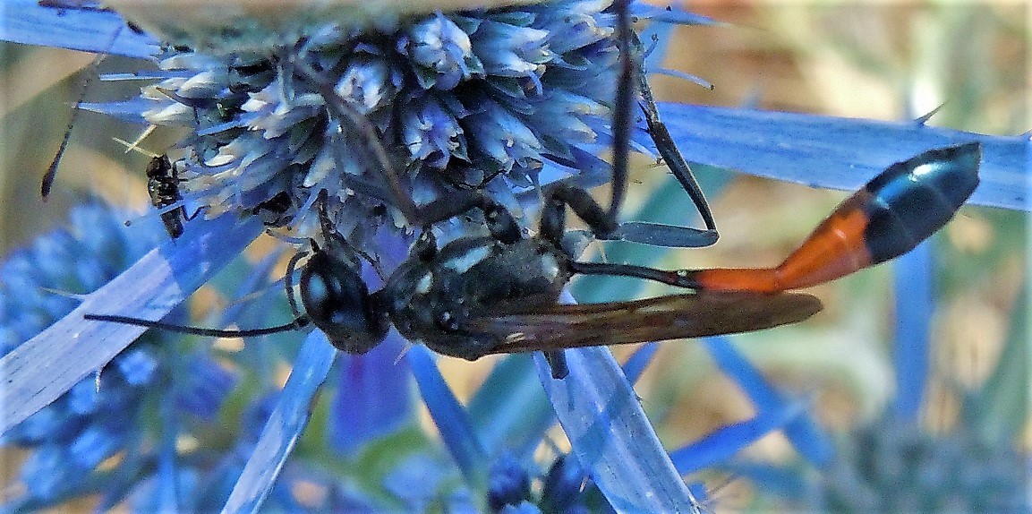 Sphecidae: Ammophila sabulosa