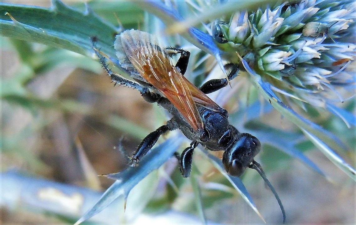 Sphecidae: Prionyx  cfr. subfuscatus