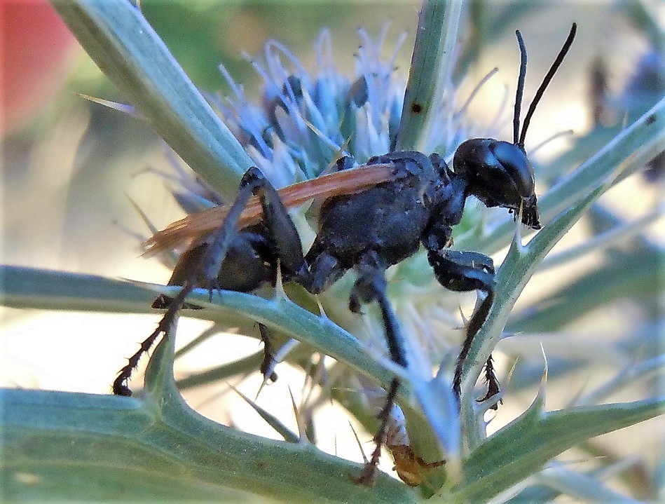 Sphecidae: Prionyx  cfr. subfuscatus