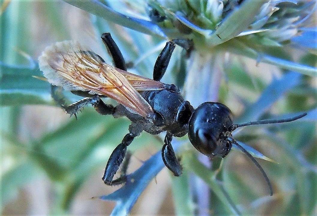 Sphecidae: Prionyx  cfr. subfuscatus