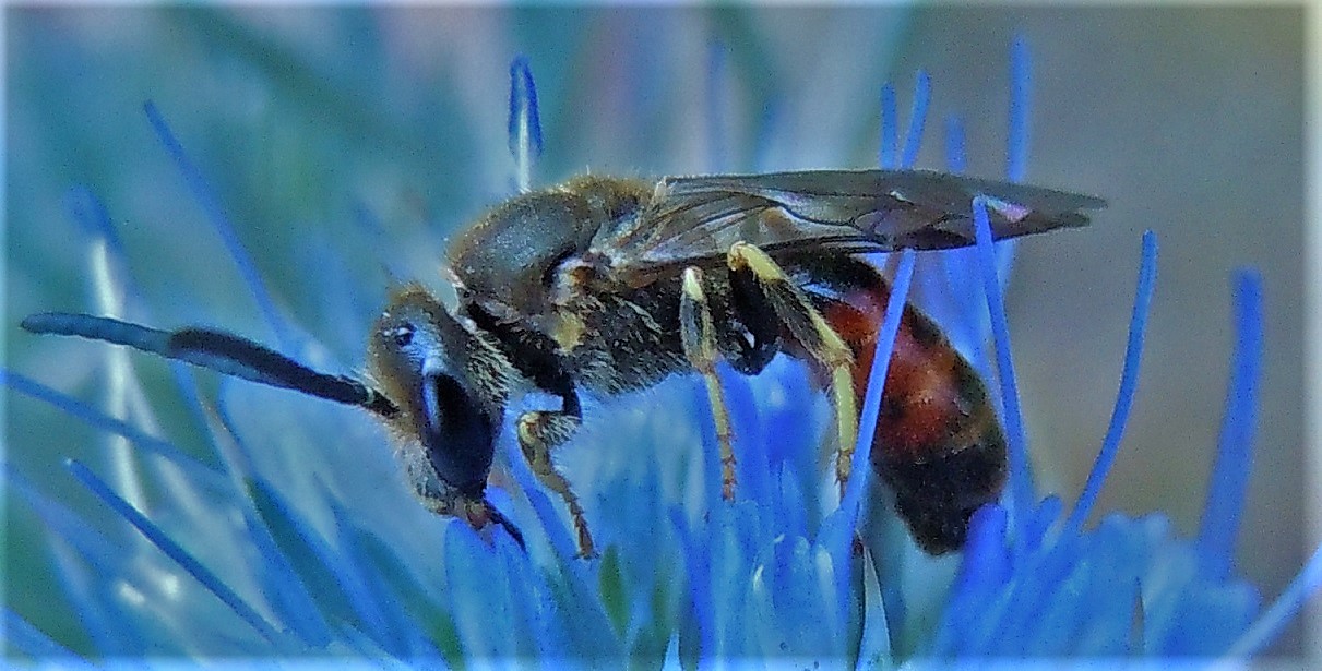 Lasioglossum? S.