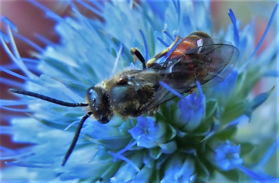 Lasioglossum? S.