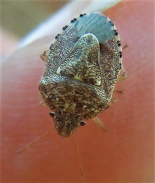 Pentatomidae:  Staria lunata?  S !