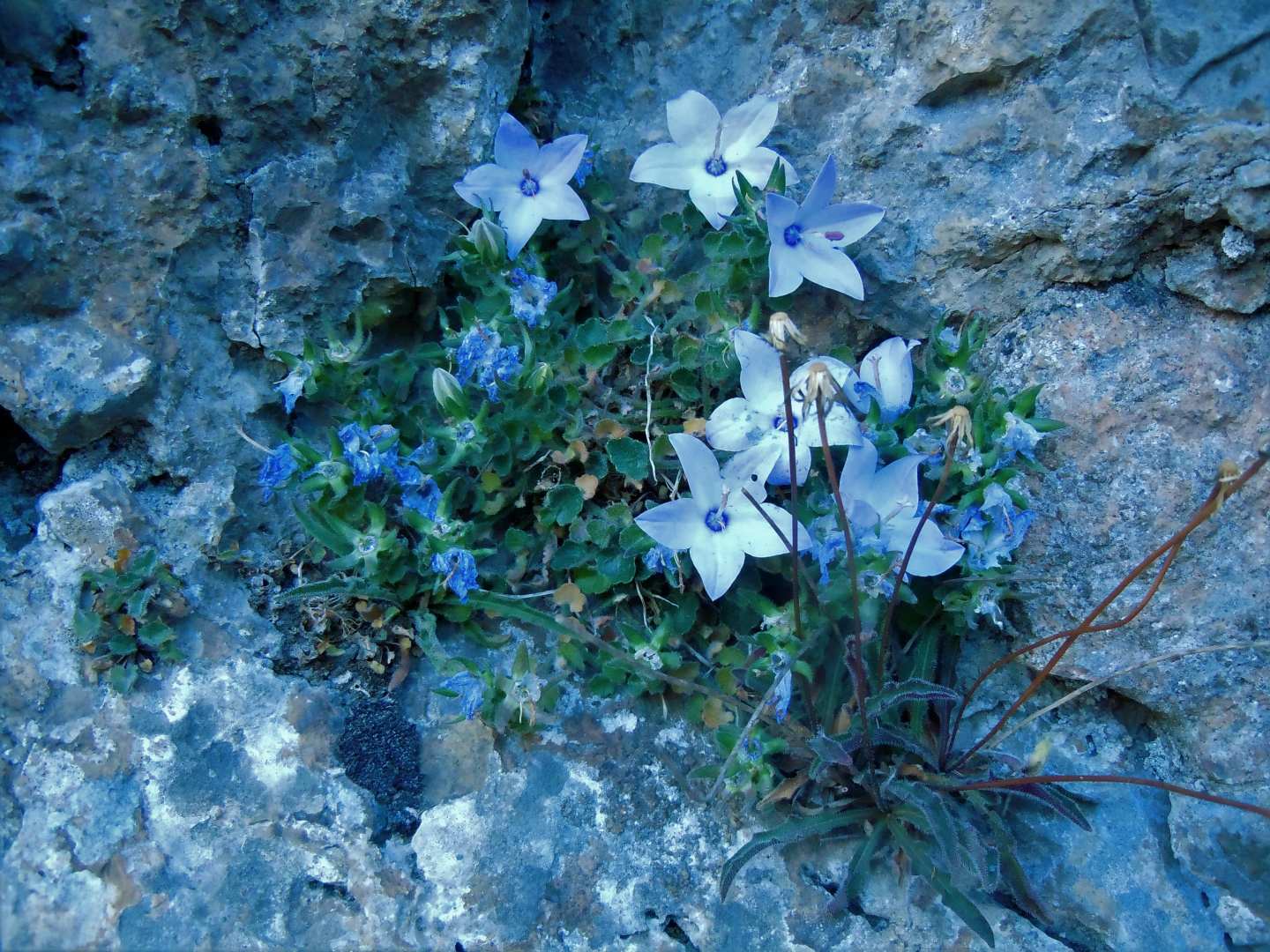 Campanula fragilis