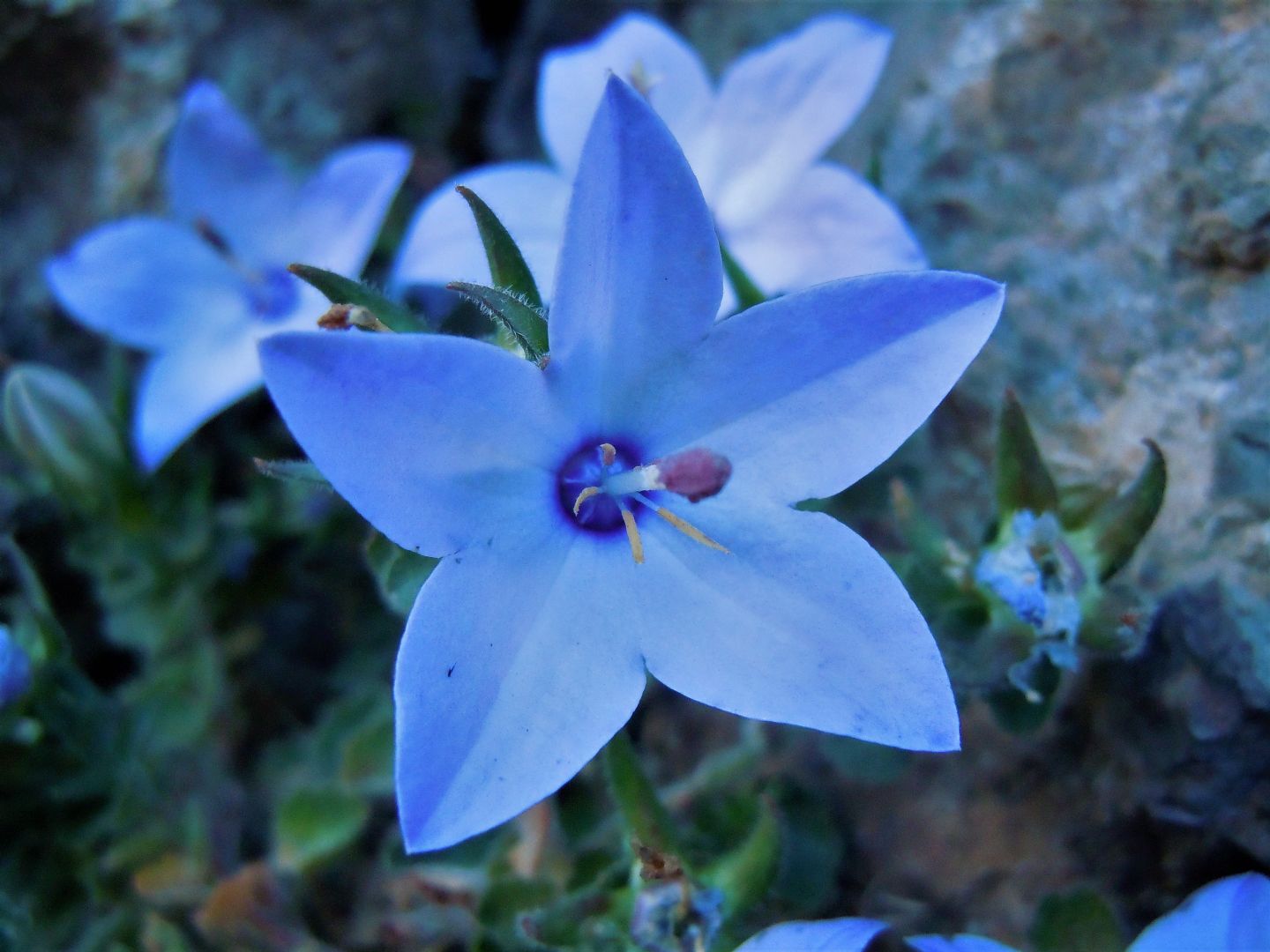 Campanula fragilis