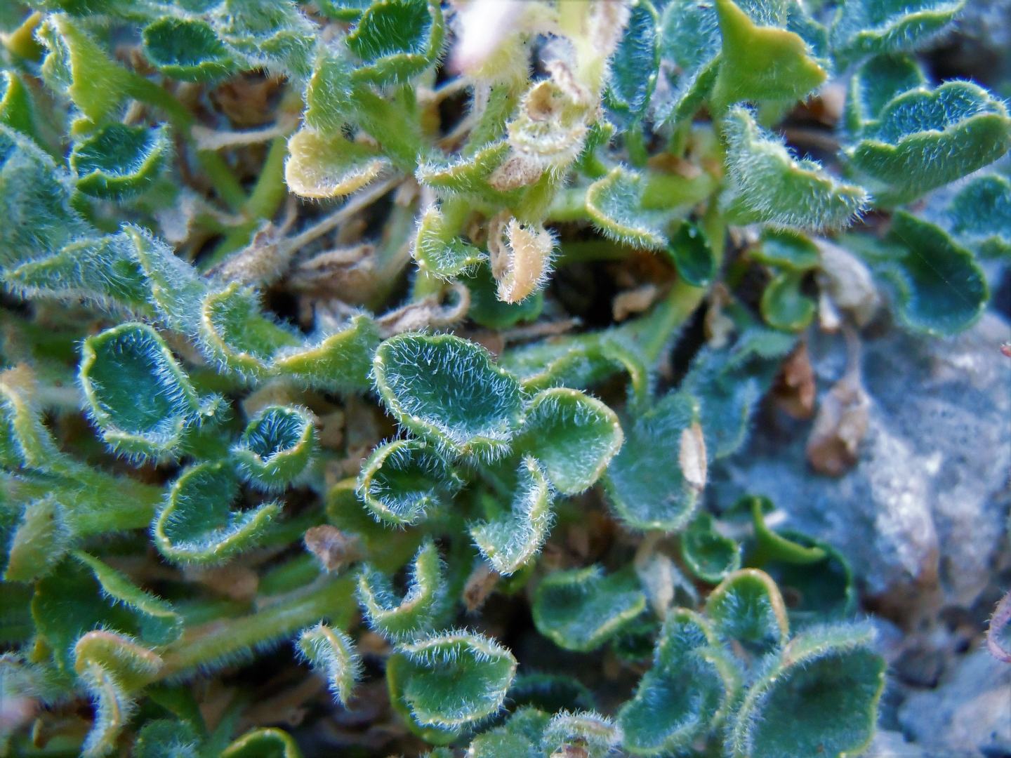 Campanula fragilis