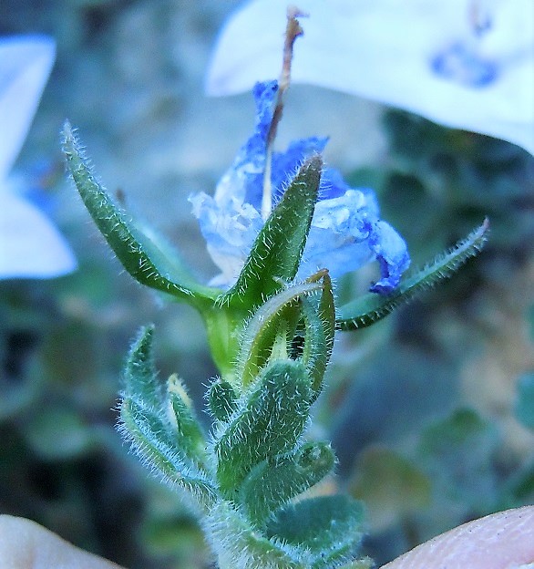 Campanula fragilis