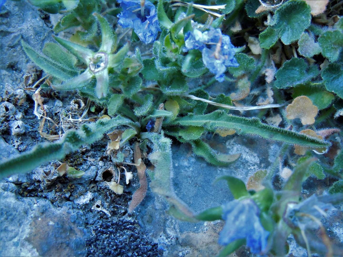 Campanula fragilis