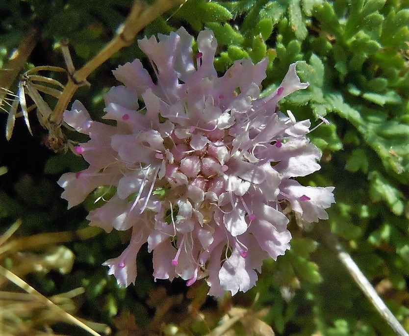 Lomelosia crenata subsp. crenata / Vedovina crenata