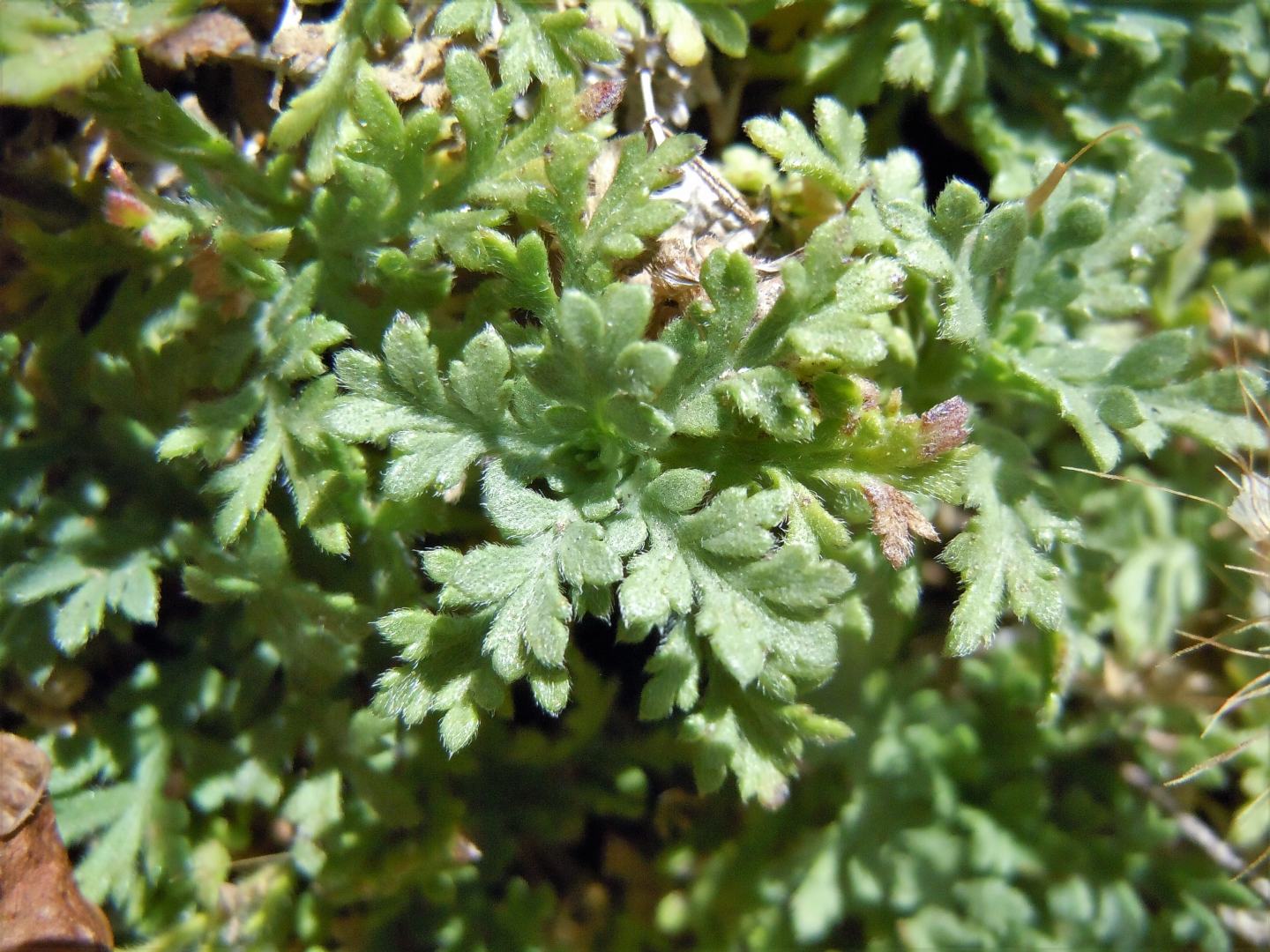 Lomelosia crenata subsp. crenata / Vedovina crenata
