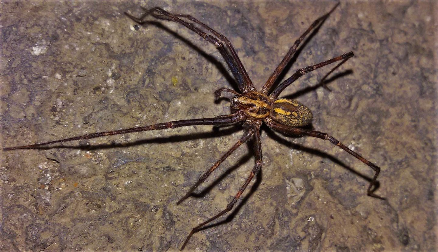 Eratigena vomeroi - Monte Faito (NA)