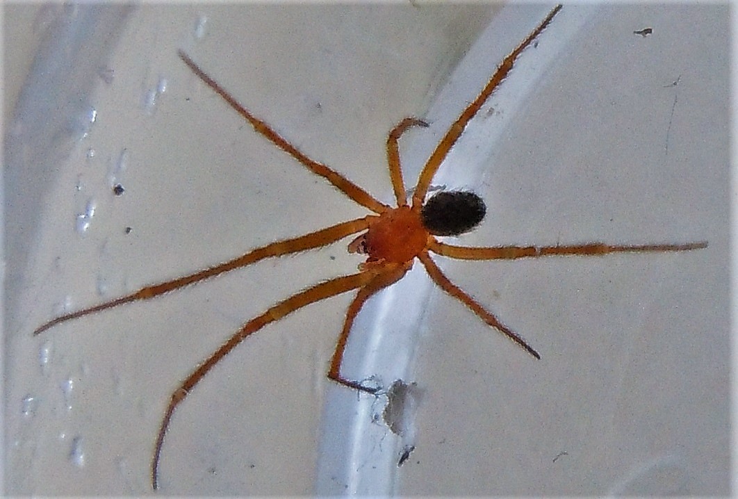 Steatoda grossa, maschio - Napoli