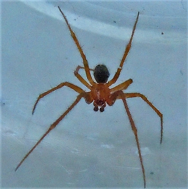 Steatoda grossa, maschio - Napoli