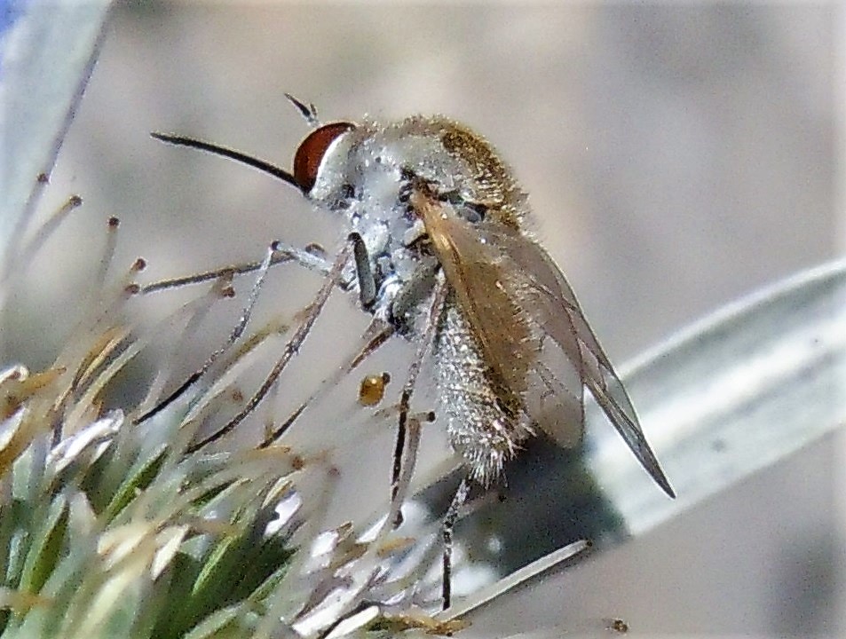 Bombyliidae: Geron sp.?   S