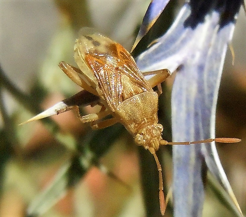 Rhopalidae ? S, Stictopleurus sp.