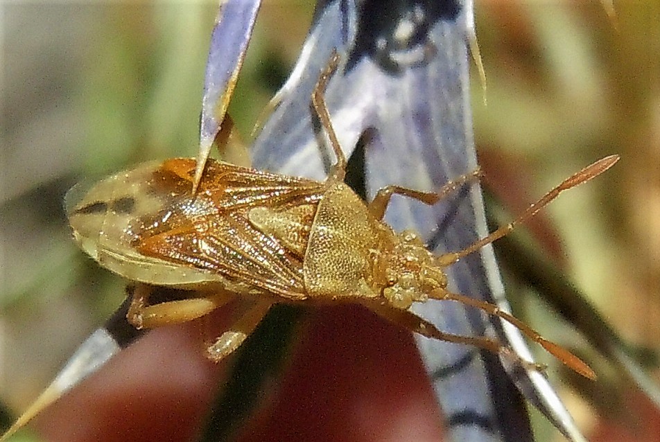 Rhopalidae ? S, Stictopleurus sp.