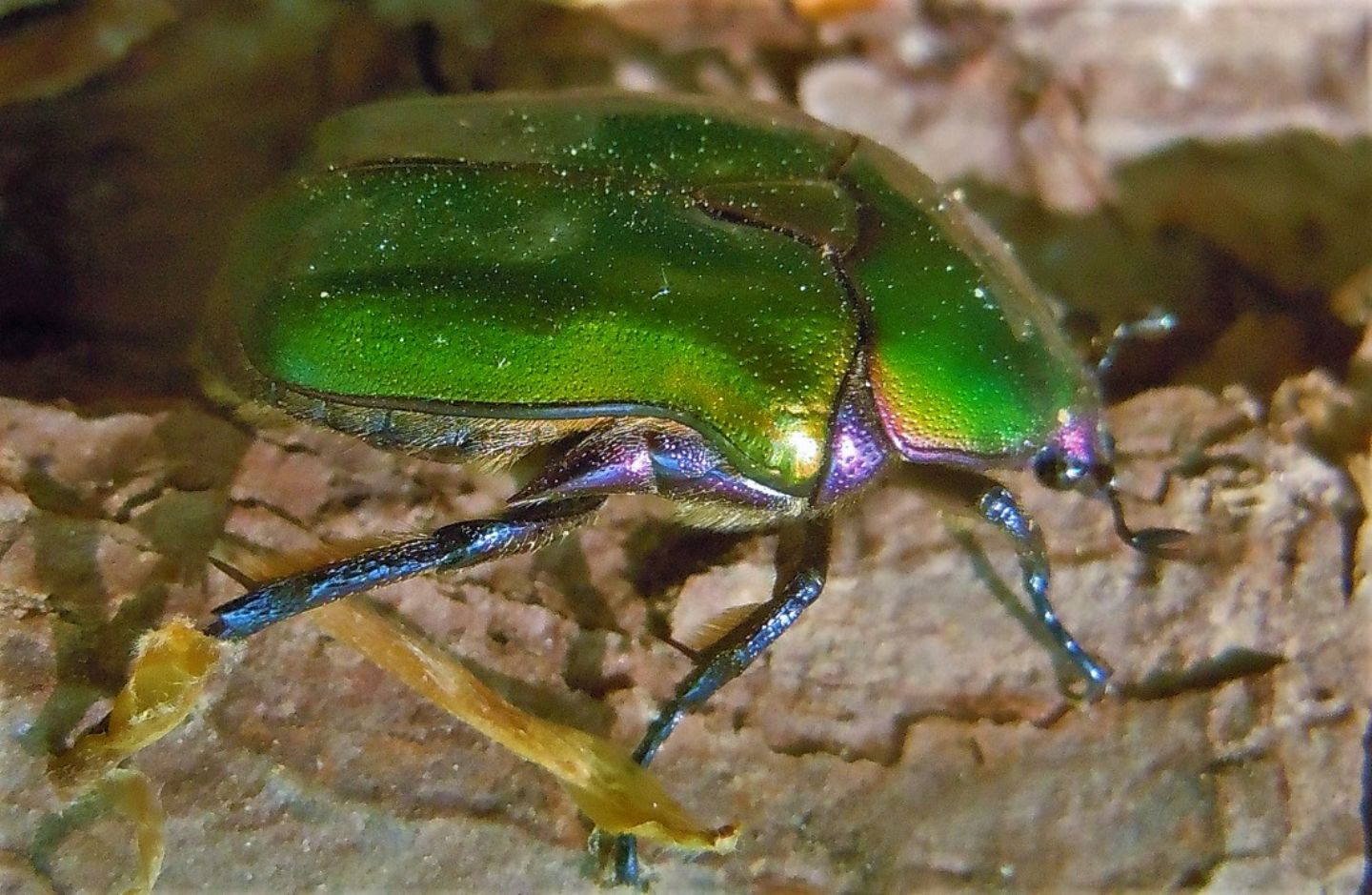 Protaetia cuprea cuprea (Cetoniidae)