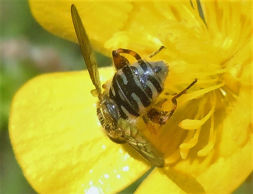 Anasimyia lineata  (Syrphidae), maschi e femmine