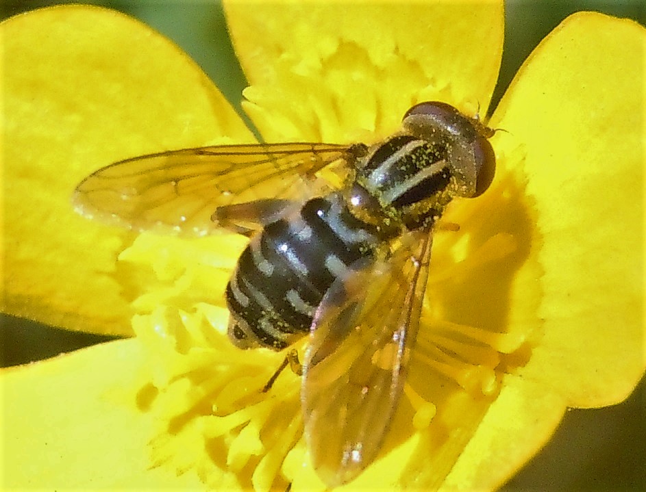 Anasimyia lineata  (Syrphidae), maschi e femmine