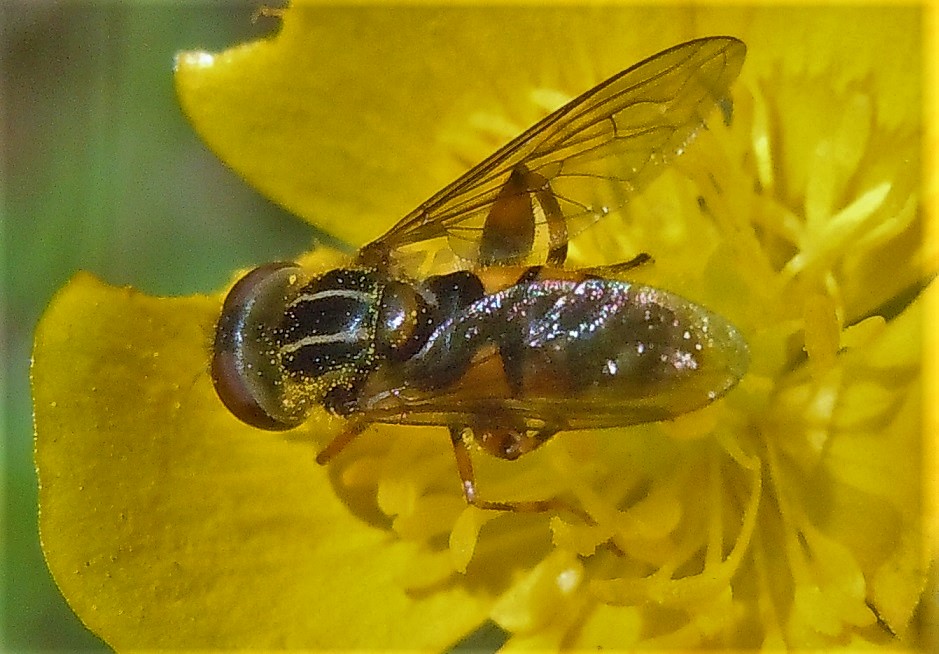Anasimyia lineata  (Syrphidae), maschi e femmine