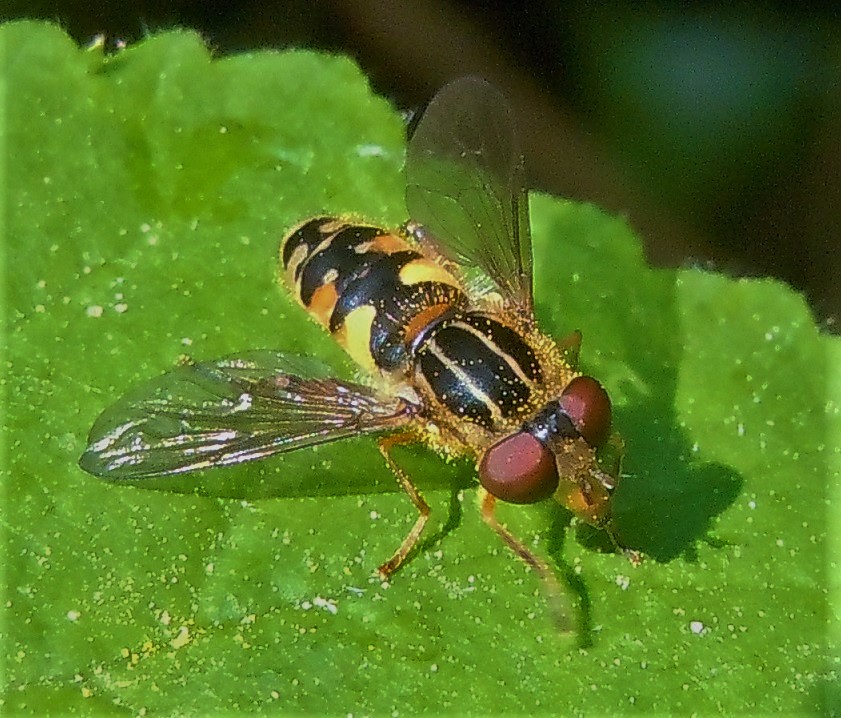 Anasimyia lineata  (Syrphidae), maschi e femmine