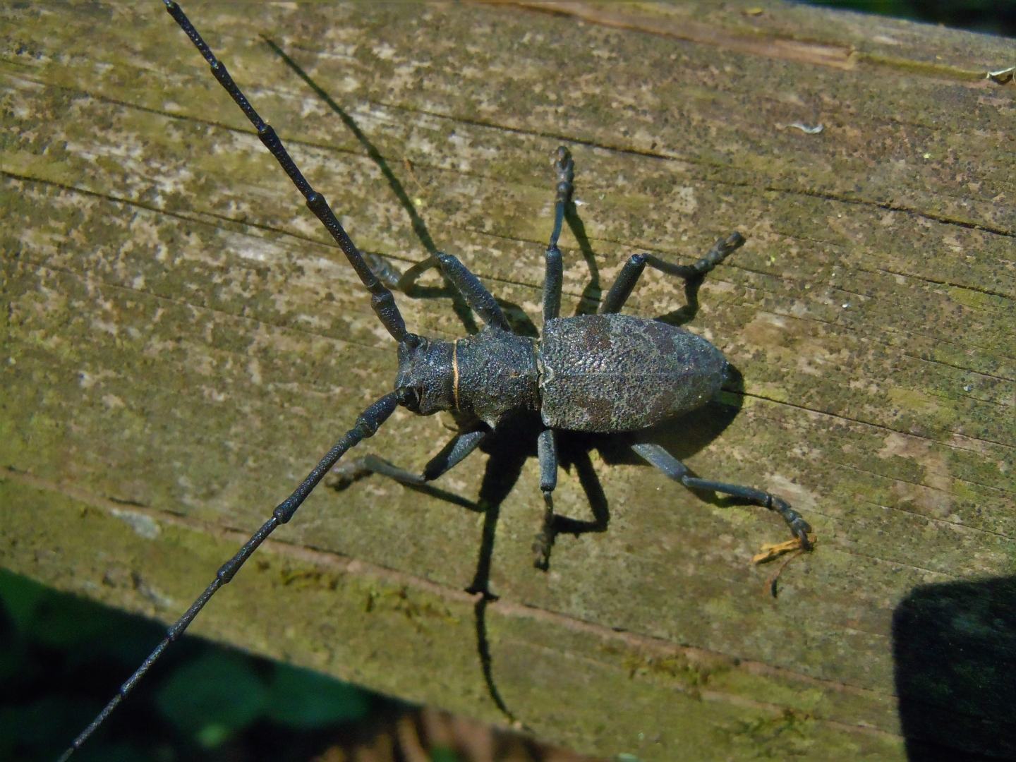 Cerambycidae:  Morimus asper, maschio