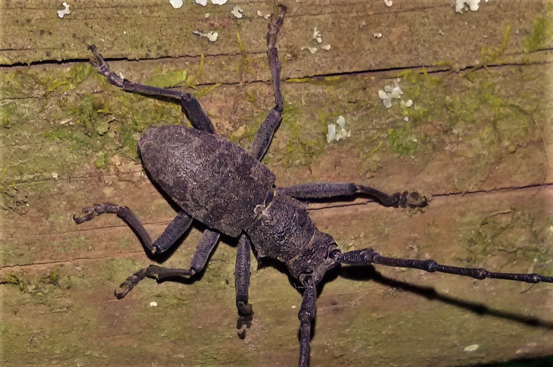 Cerambycidae:  Morimus asper, maschio