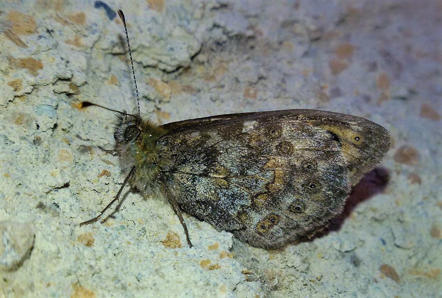 Lasiommata megera