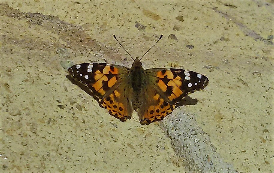 Vanessa cardui