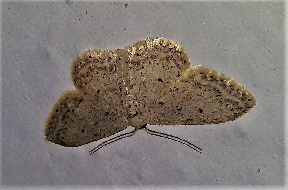 Idaea seriata?