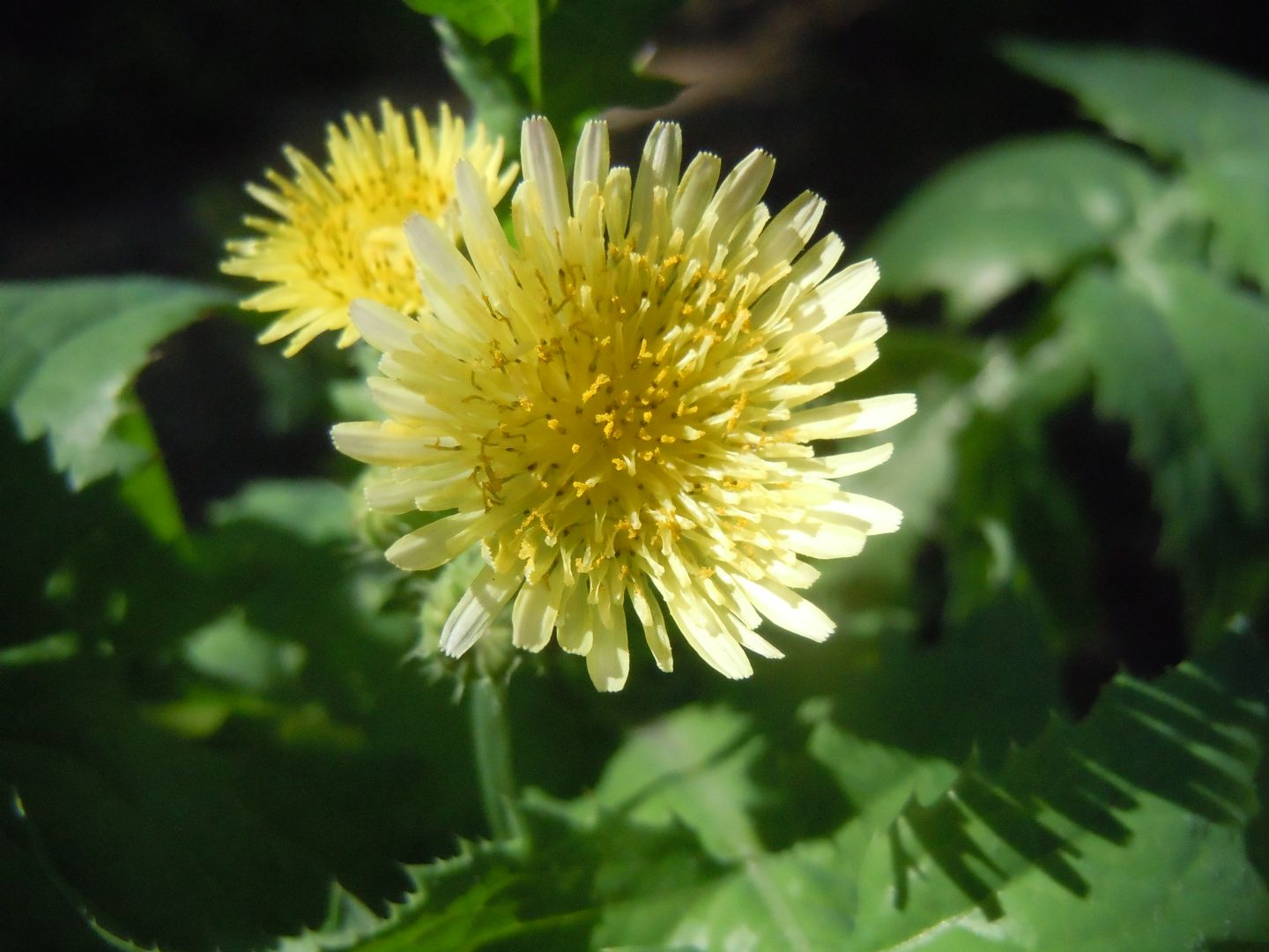 Uroleucon su Sonchus