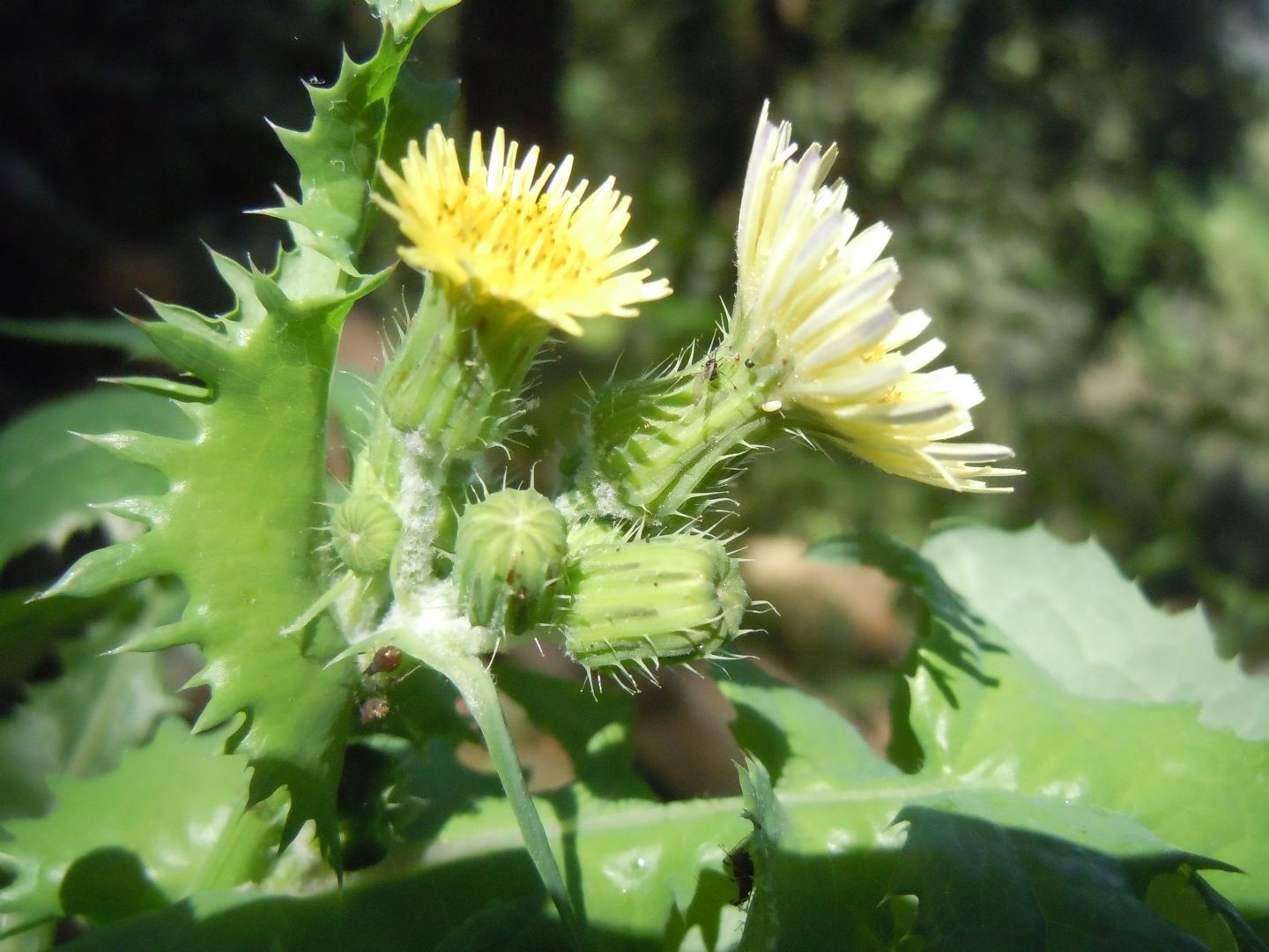 Uroleucon su Sonchus