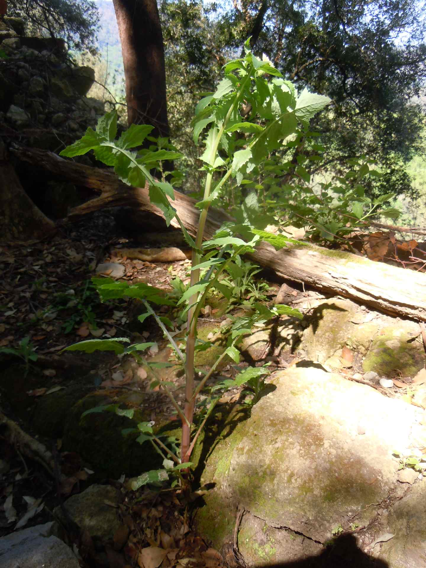 Uroleucon su Sonchus