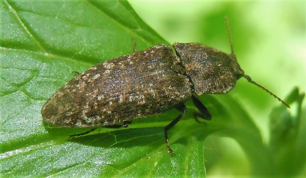Agrypnus murinus (Elateridae)