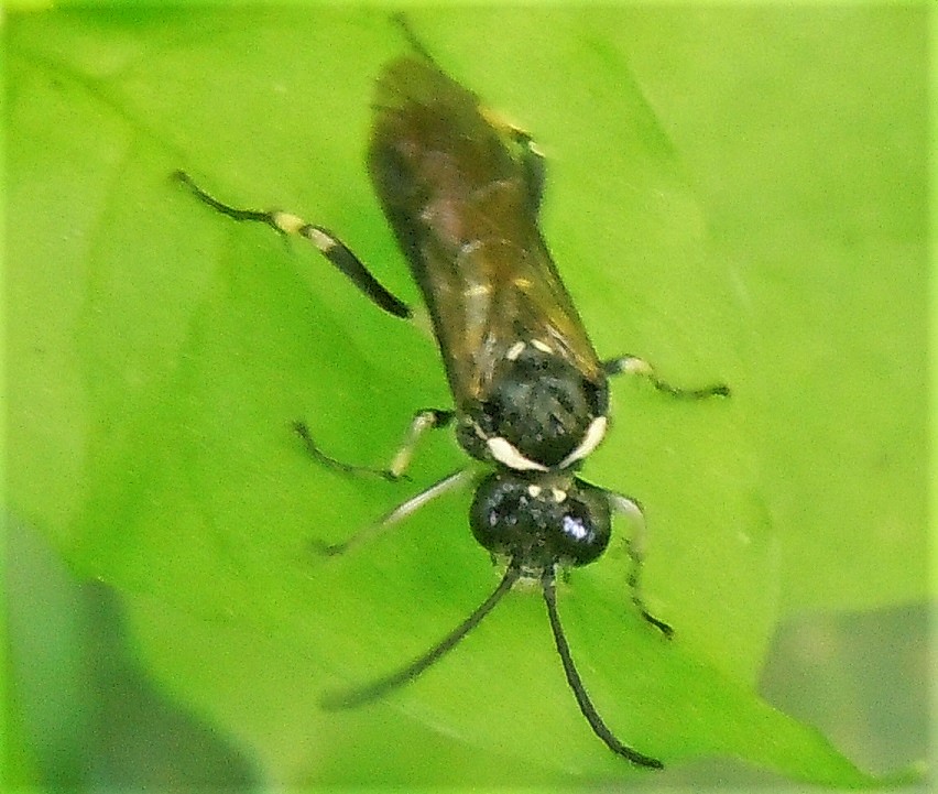 Macrophya alboannulata?  Macrophya sp.