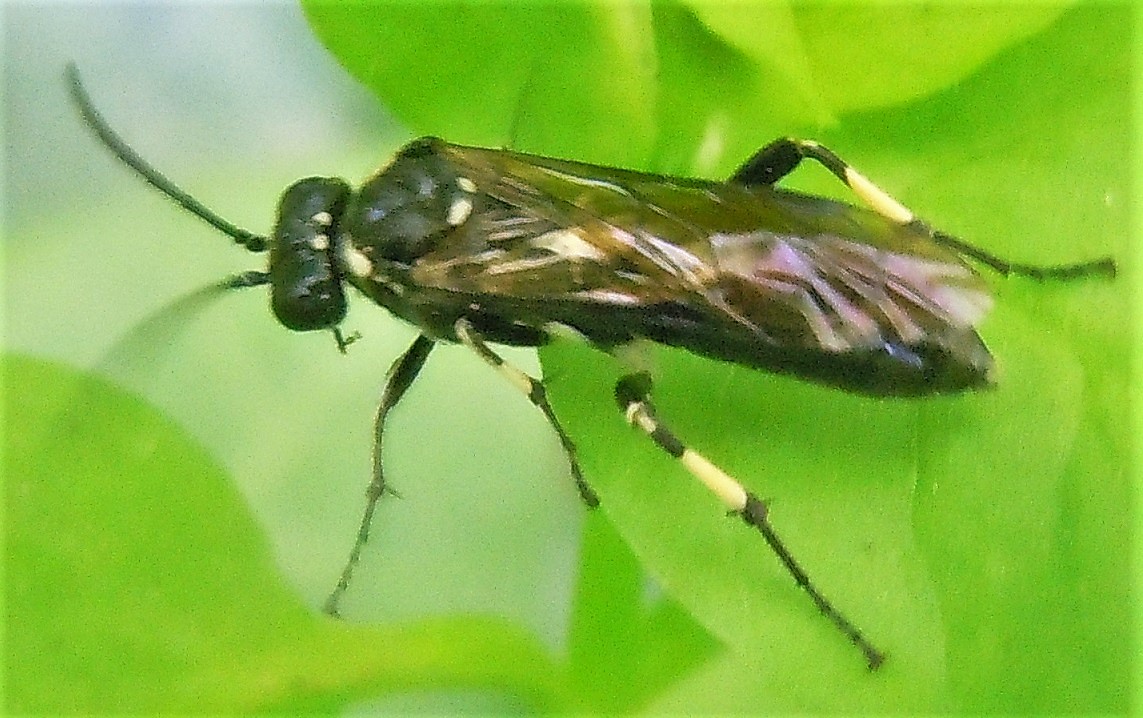 Macrophya alboannulata?  Macrophya sp.