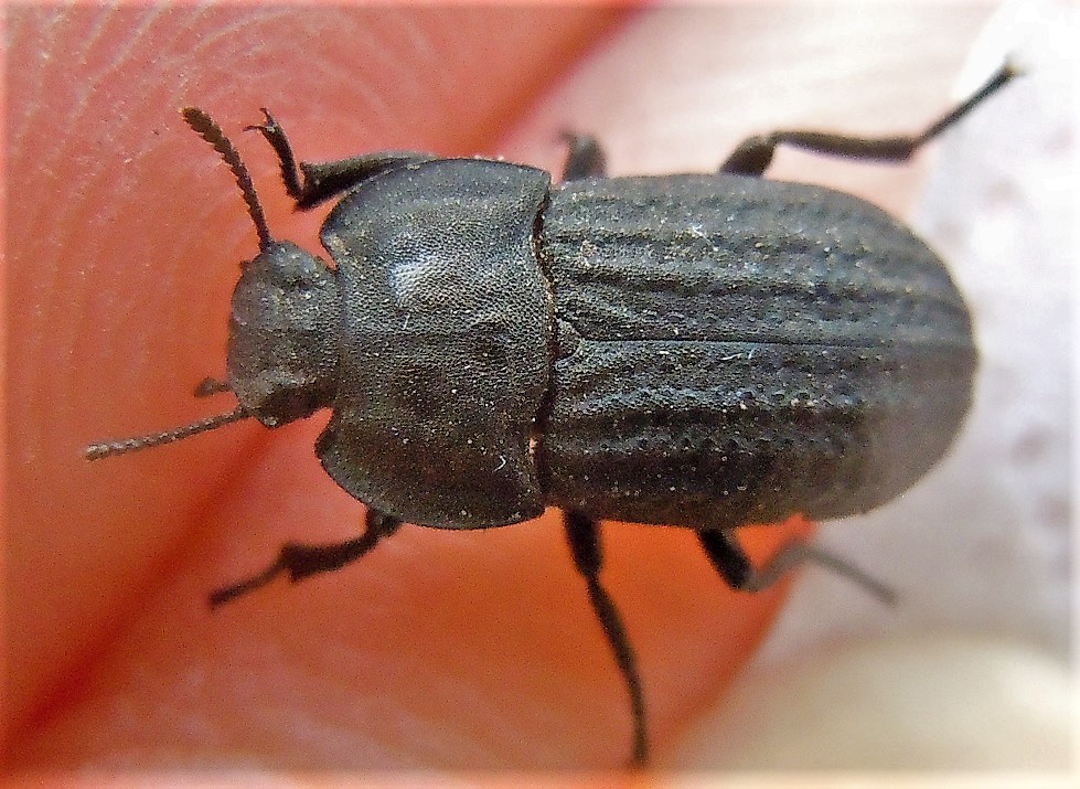 Opatrum verrucosum, Tenebrionidae