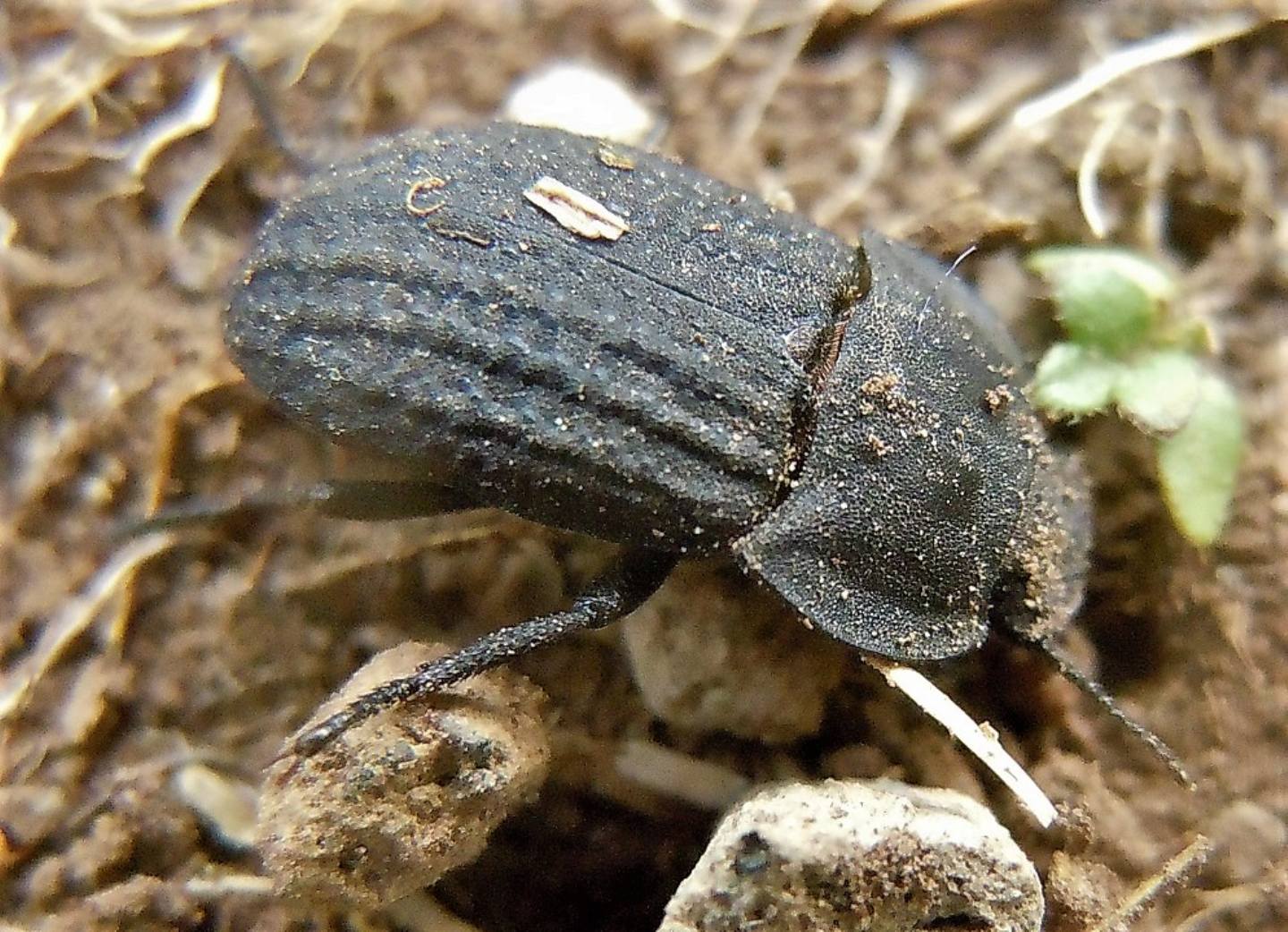 Opatrum verrucosum, Tenebrionidae