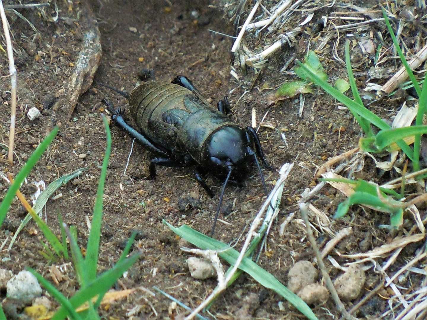 Gryllus campestris, maschio (Gryllidae)