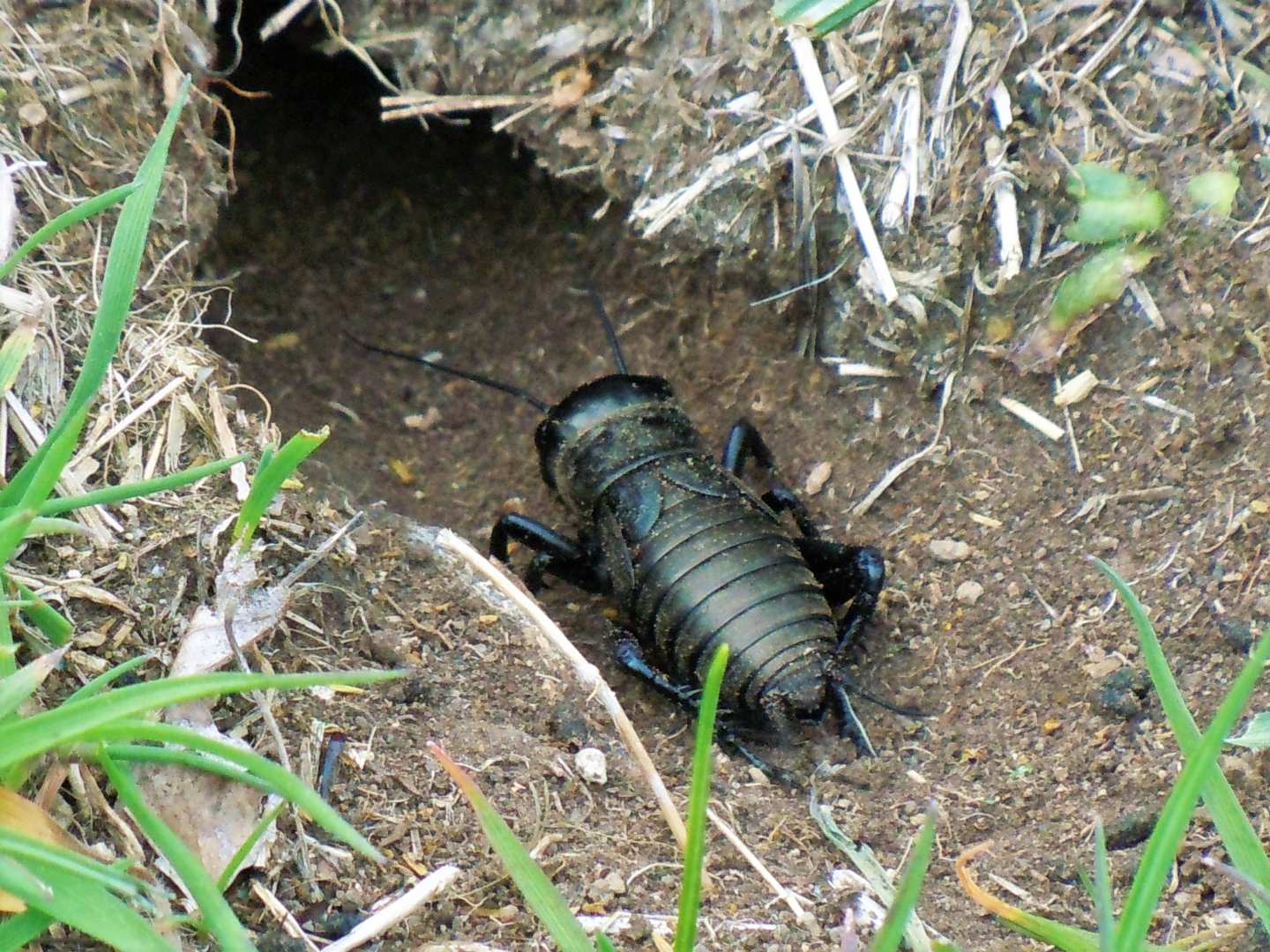 Gryllus campestris, maschio (Gryllidae)